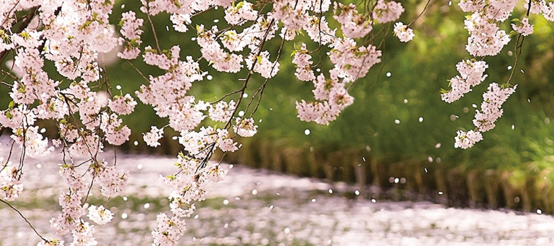 新生活を彩るガラス食器特集