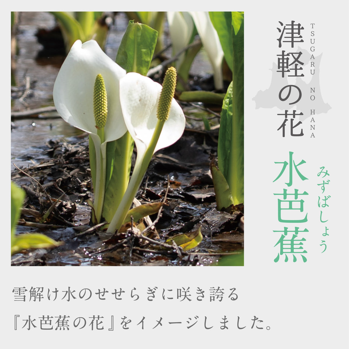 津軽びいどろ 津軽の花 ガラス麺鉢 水芭蕉 青森県に咲く花 水芭蕉