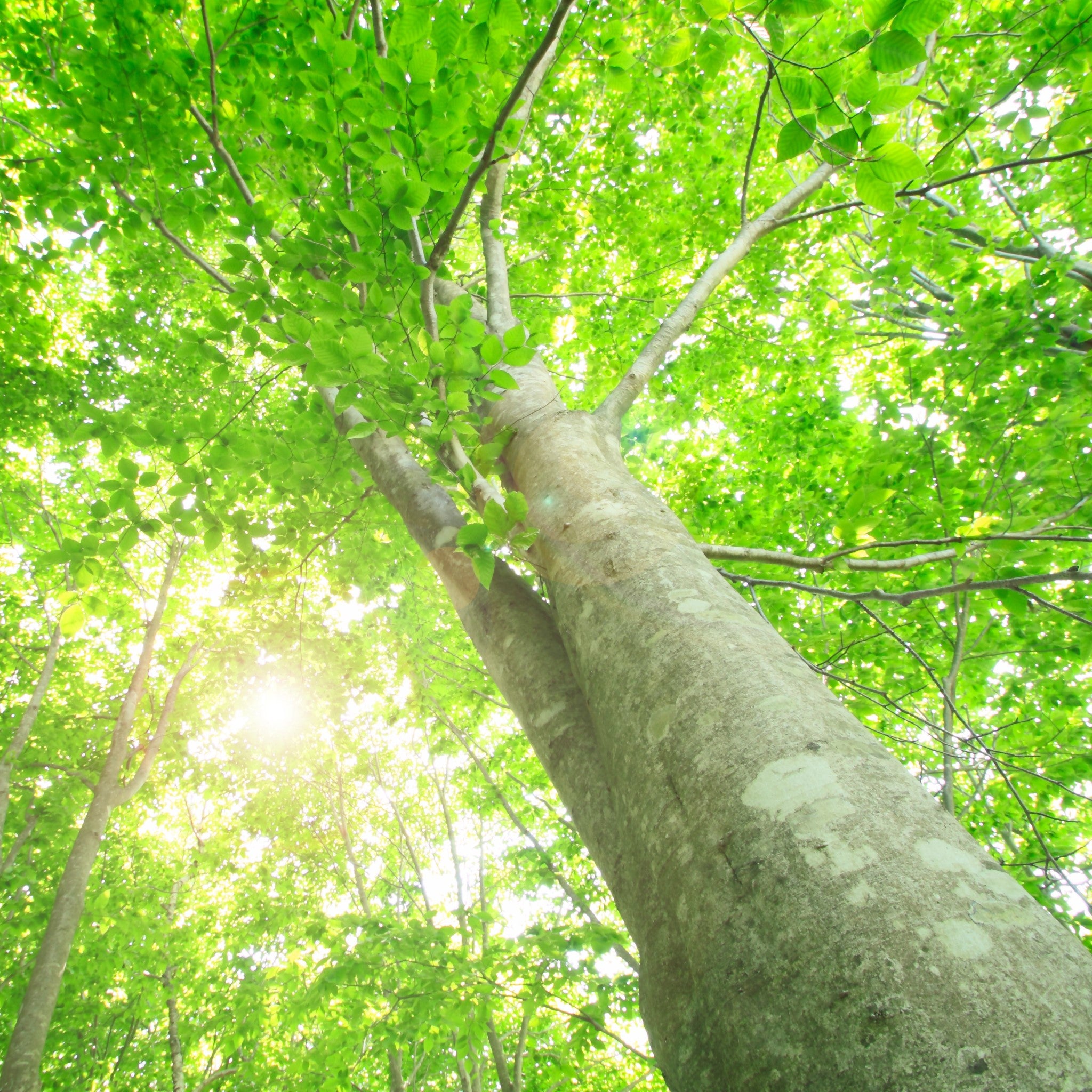 津軽びいどろ 白神の森響 箸置き ブナの新緑 イメージ画像