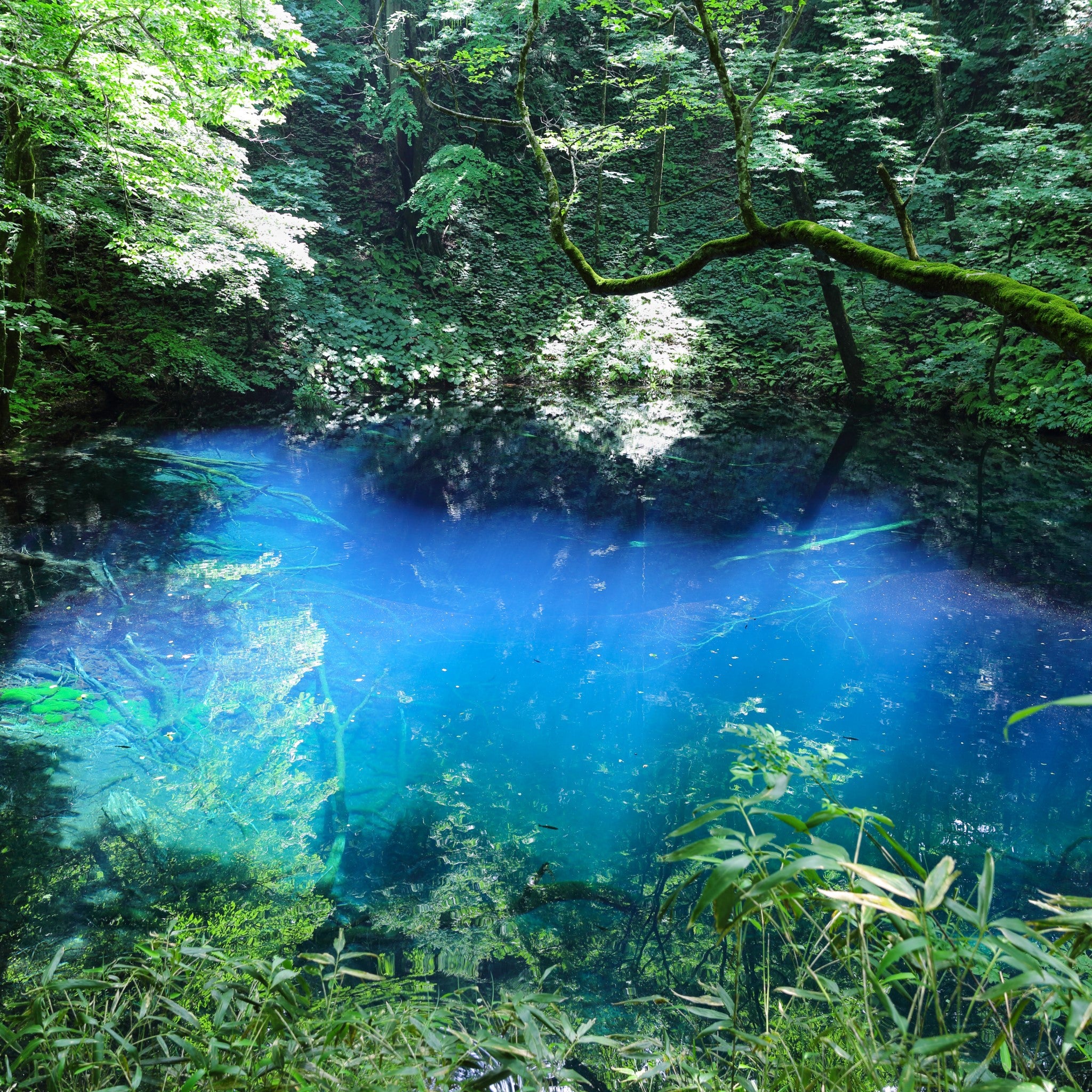 津軽びいどろ 白神の森響 箸置き 青池 イメージ画像