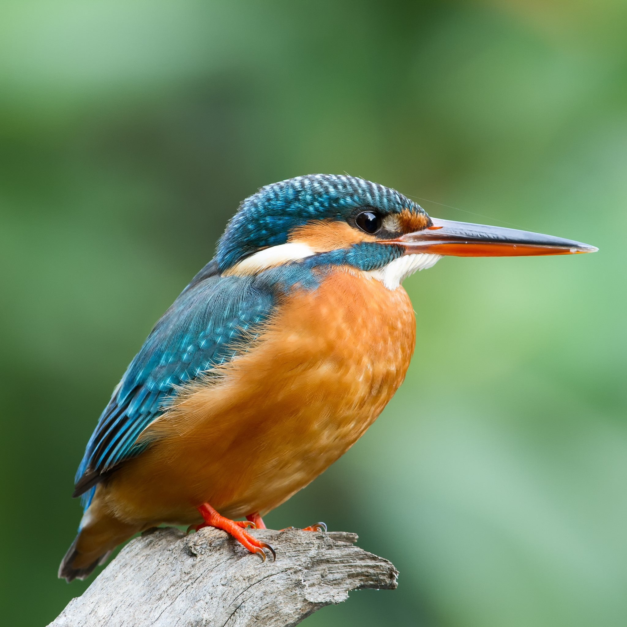 津軽びいどろ 白神の森響 箸置き カワセミ イメージ画像