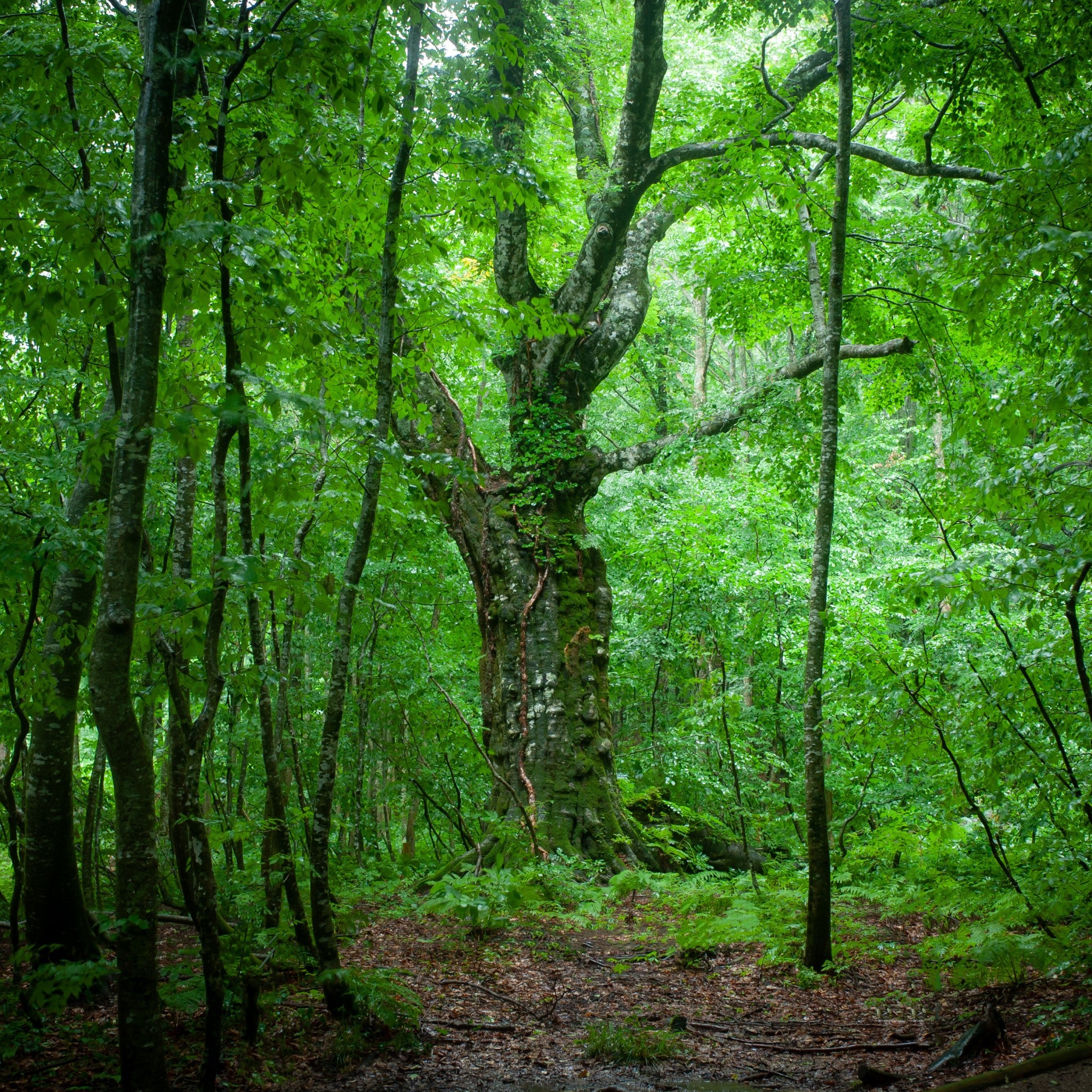 津軽びいどろ 六の色(むつのいろ) グラス 森 風景のイメージ画像