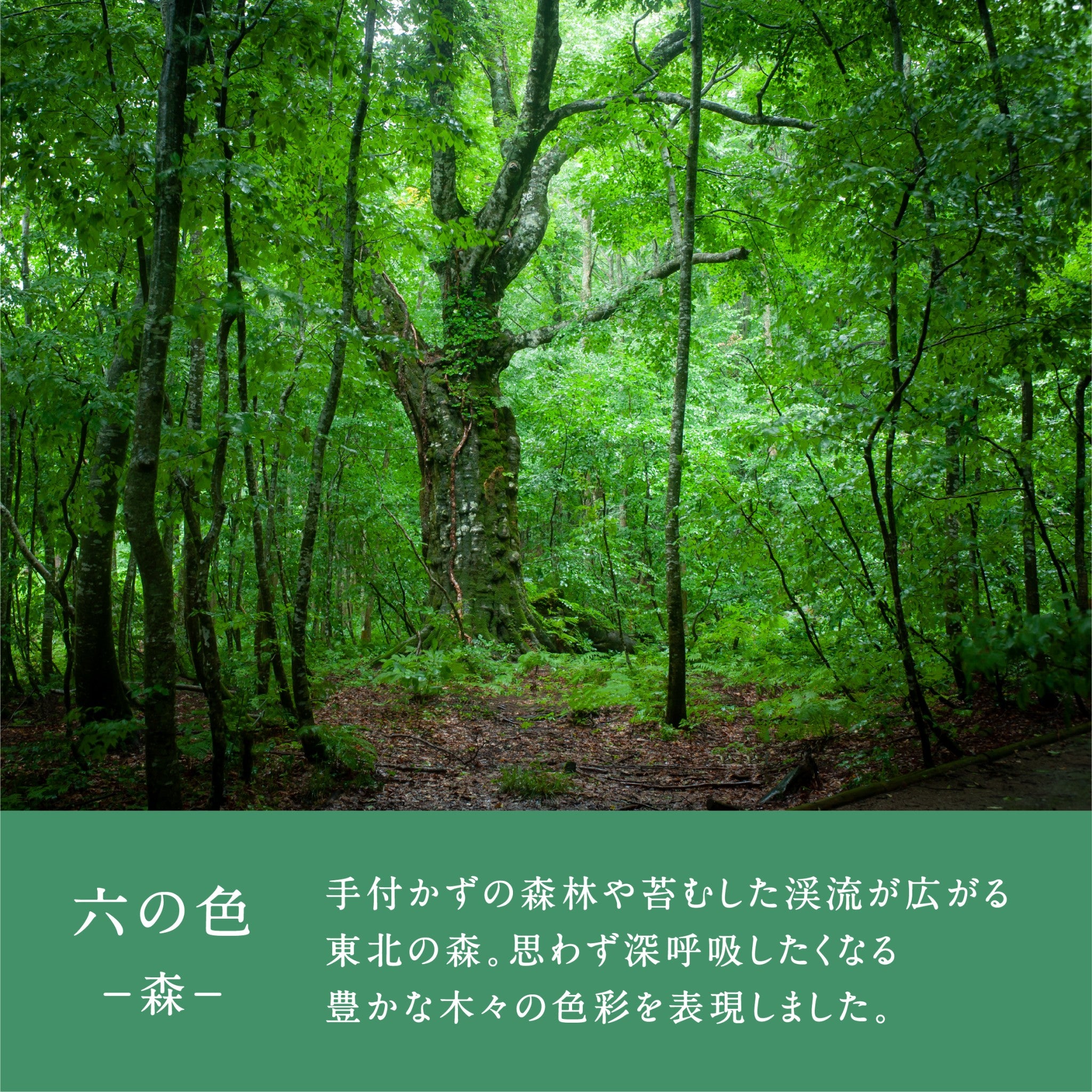 津軽びいどろ 六の色(むつのいろ) 盃 森 イメージ画像