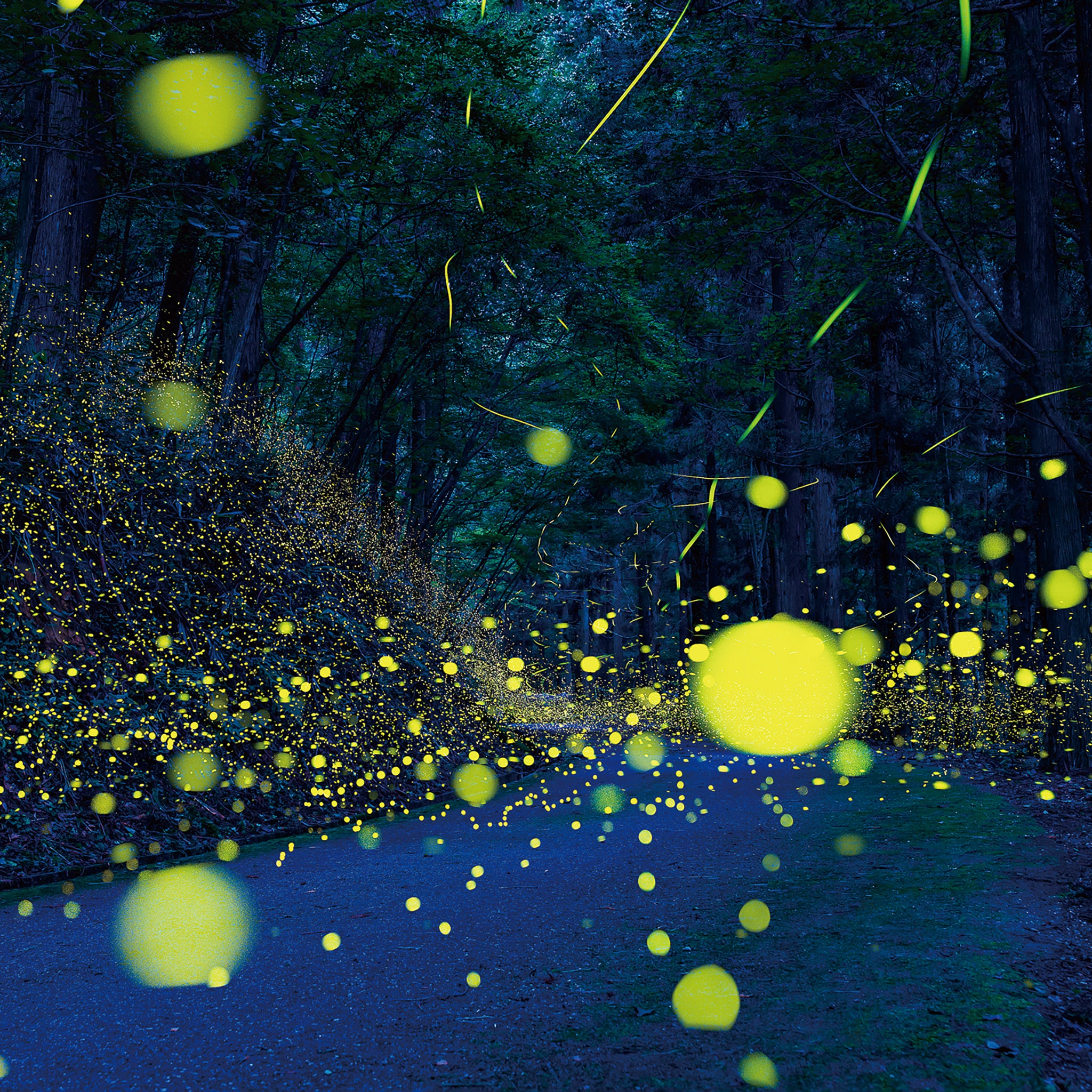 津軽びいどろ にほんの色ふうけい タンブラー宵の蛍 イメージ画像