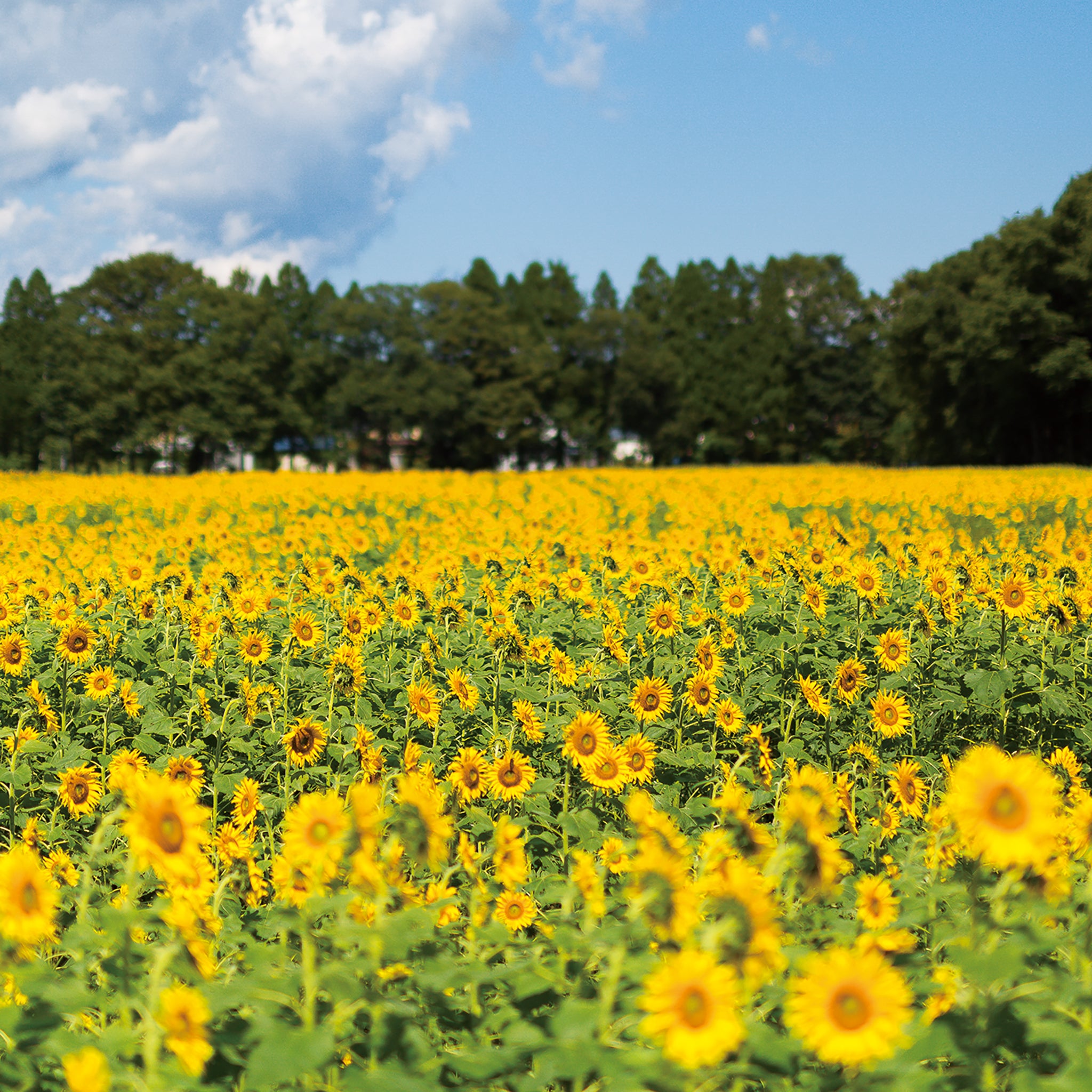 津軽びいどろ にほんの色ふうけい 箸置き 向日葵 イメージ画像