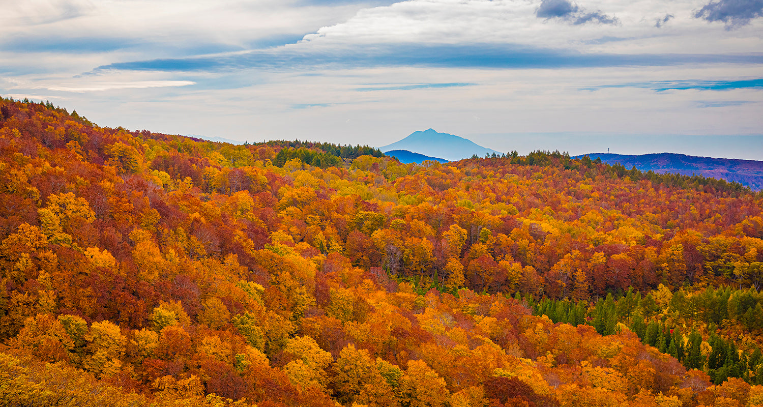 にほんの色 ふうけい 一輪挿し“紅葉山”