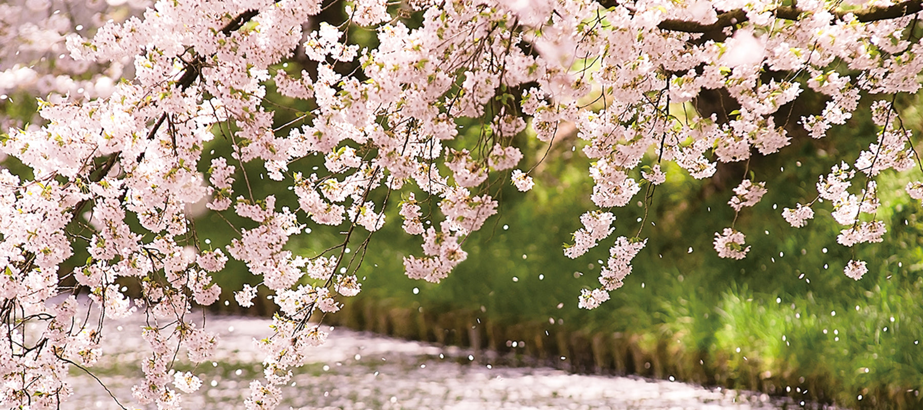 にほんの色 ふうけい 一輪挿し“舞う桜”