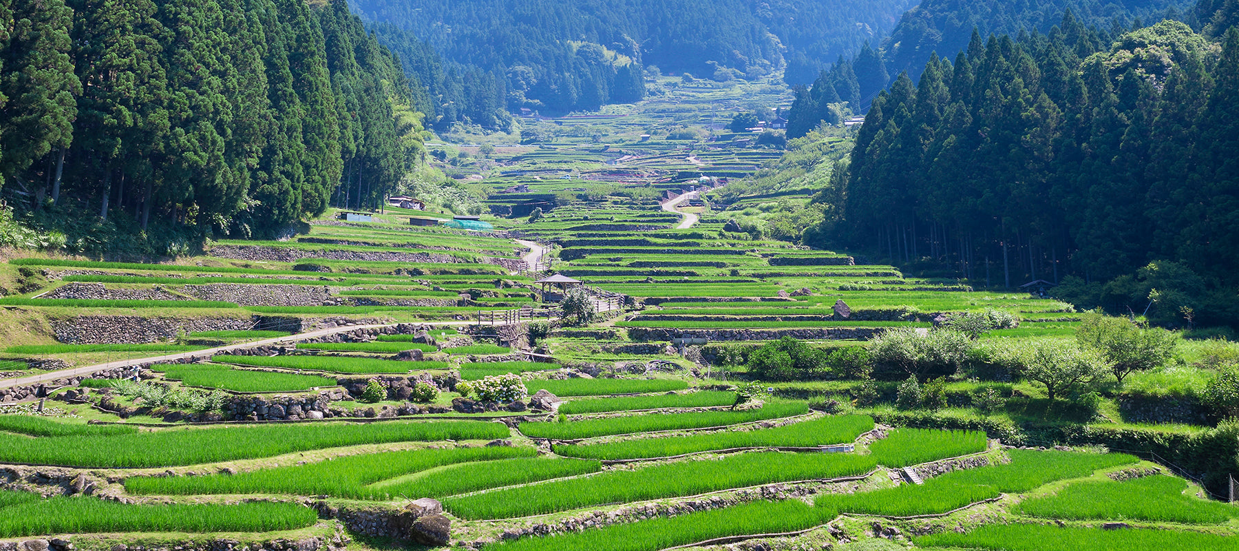 津軽びいどろ公式オンラインショップ | 先行販売のお知らせ | 一輪挿し