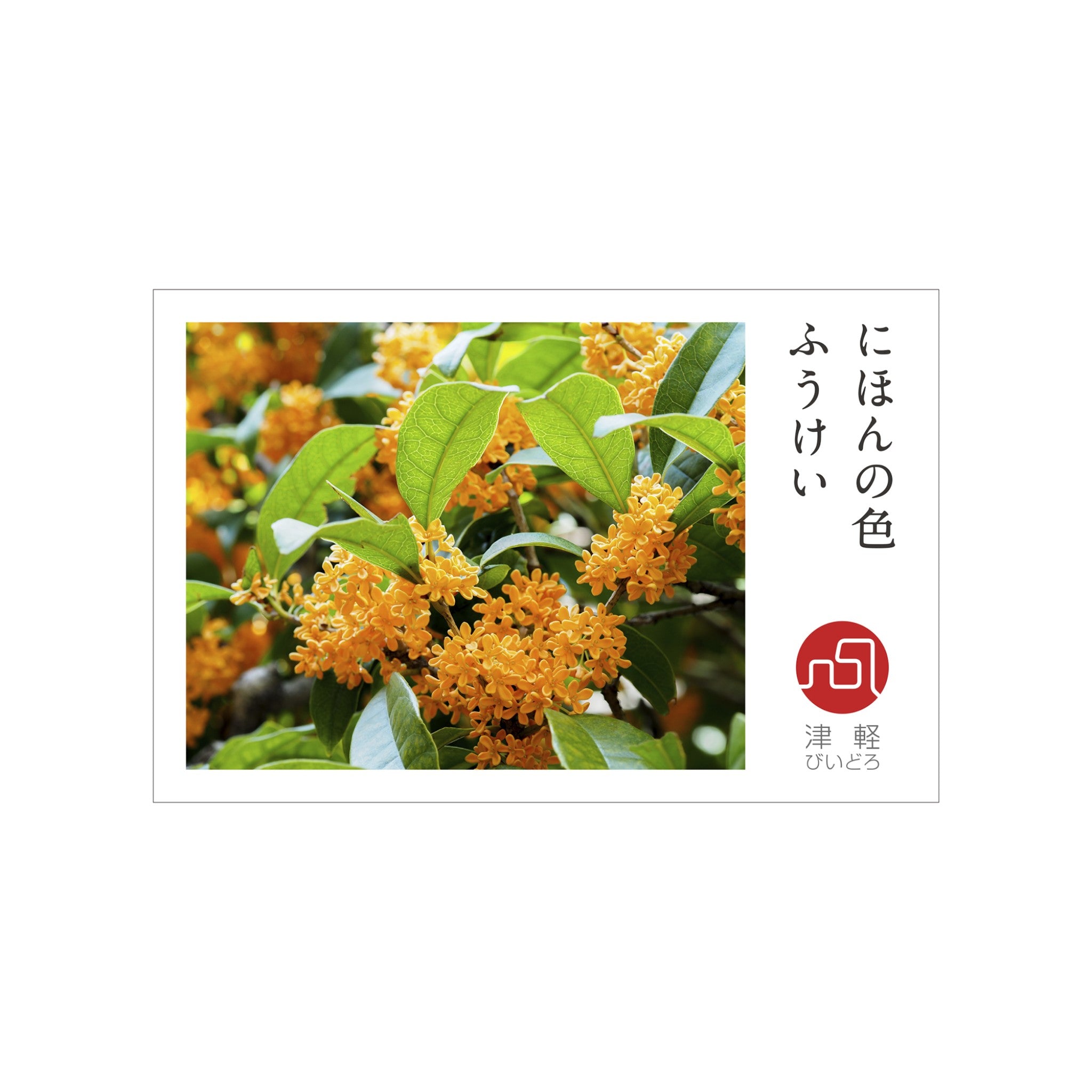 津軽びいどろ にほんの色 ふうけい 盃 金木犀 シオリの仕様
