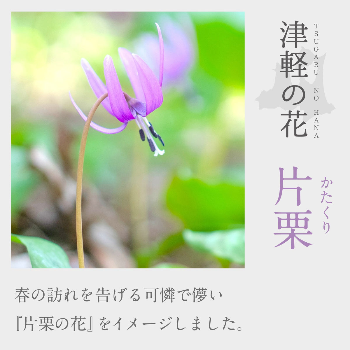 津軽びいどろ 津軽の花 ガラス麺鉢 片栗 青森県に咲く花 片栗