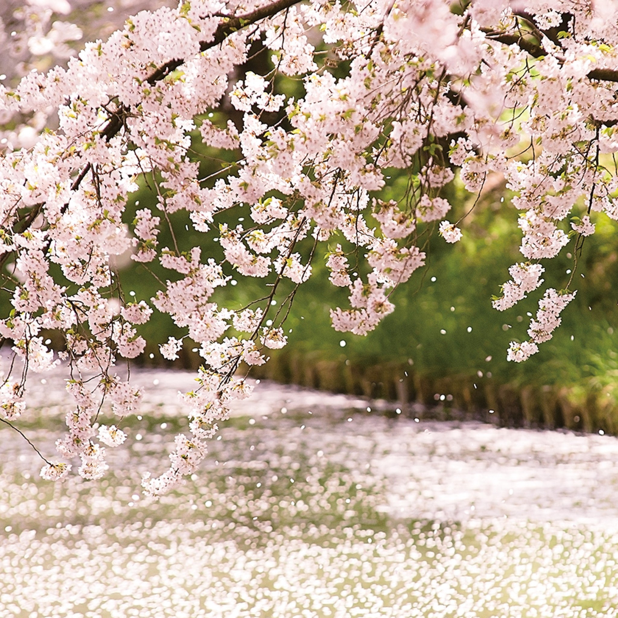 津軽びいどろオンラインショップ 津軽びいどろ にほんの色 ふうけい 盃 舞う桜 春の桜のイメージ画像