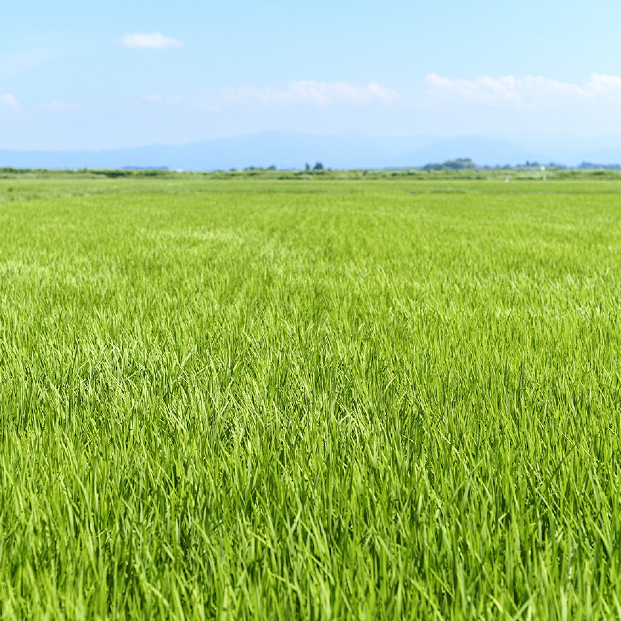 津軽びいどろオンラインショップ 津軽びいどろ にほんの色 ふうけい 盃 夏の田園 夏の田畑のイメージ画像