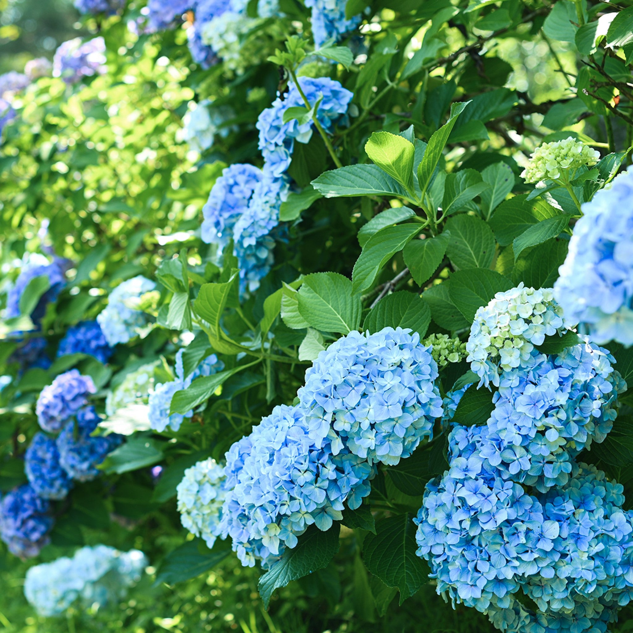 津軽びいどろオンラインショップ 津軽びいどろ にほんの色 ふうけい 盃 紫陽花 紫陽花のイメージ画像