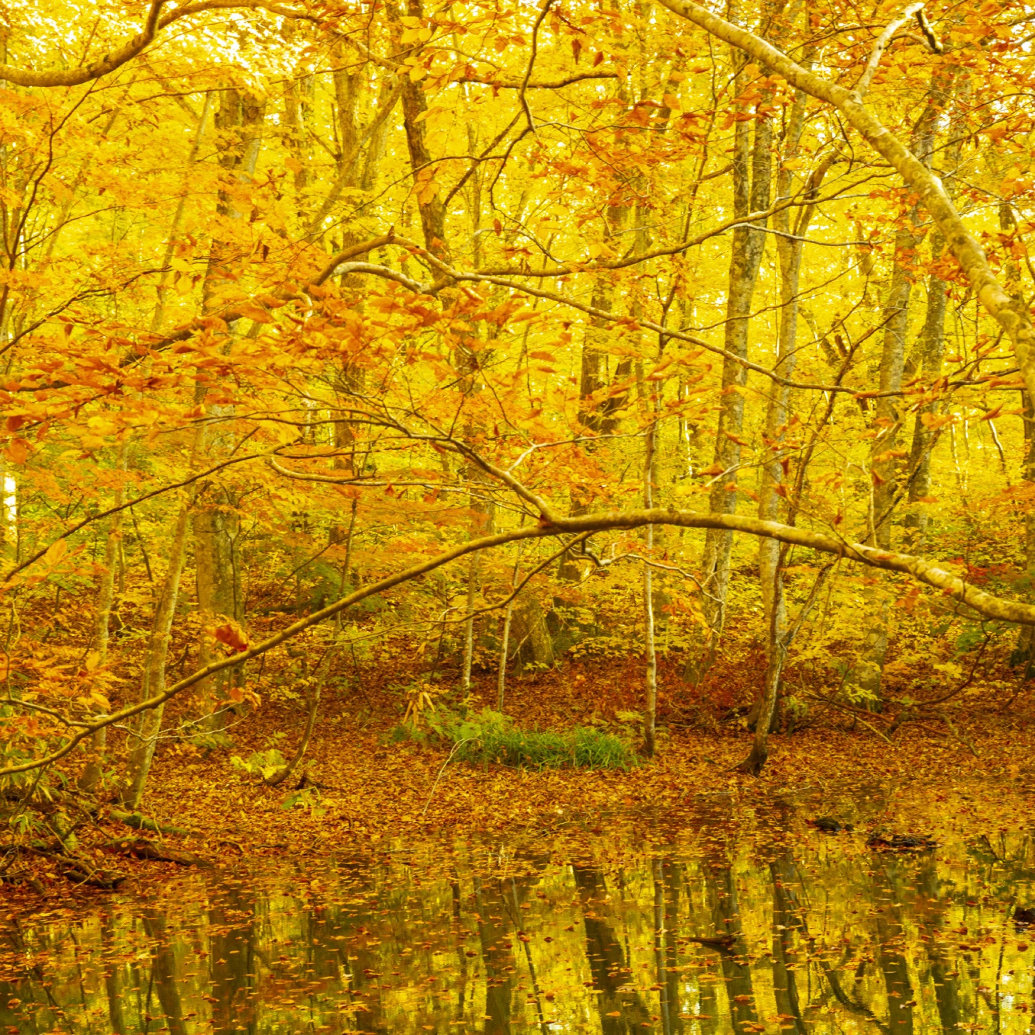 津軽びいどろ 白神の森響 箸置き ブナの⻩葉 イメージ画像