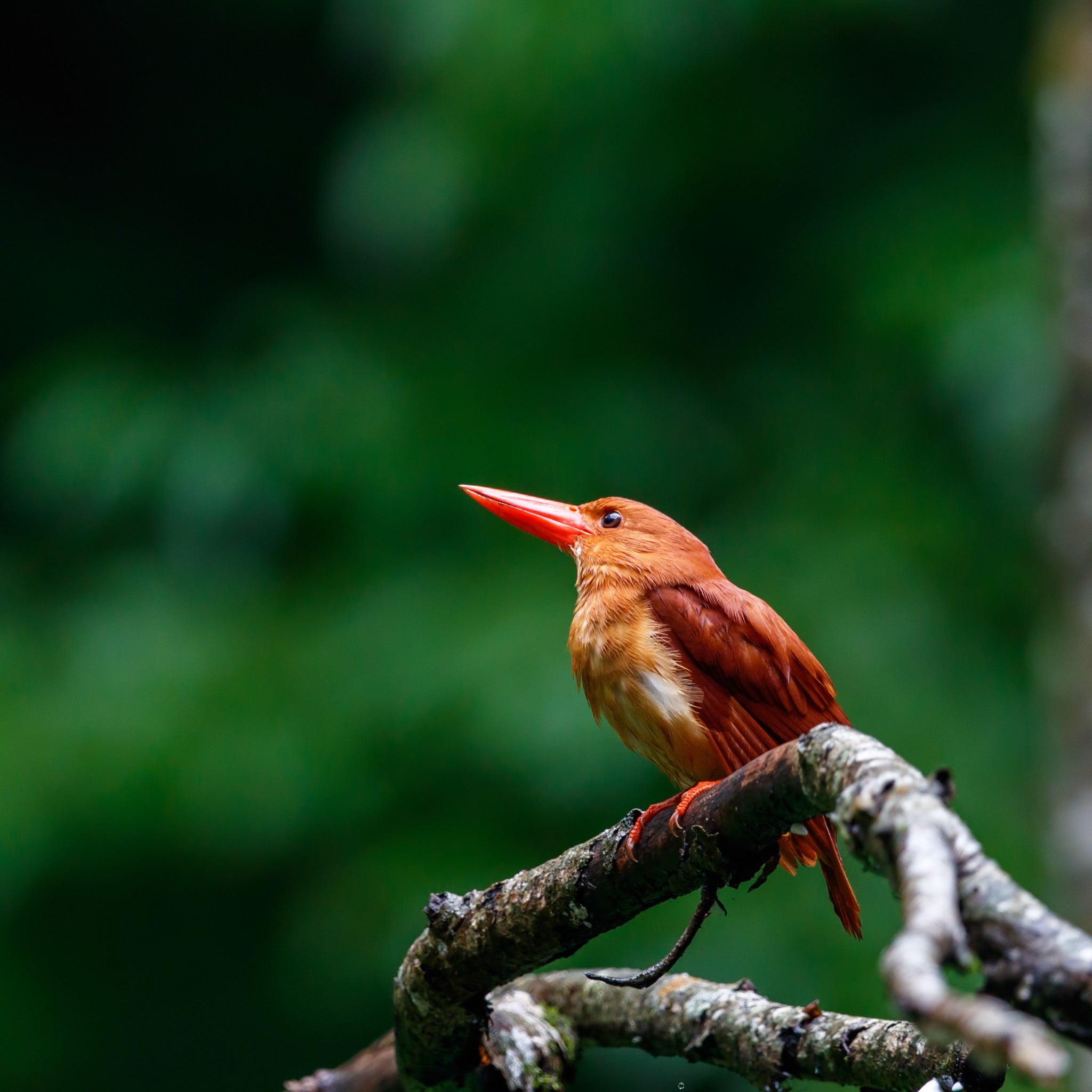 津軽びいどろ 白神の森響 箸置き アカショウビン イメージ画像