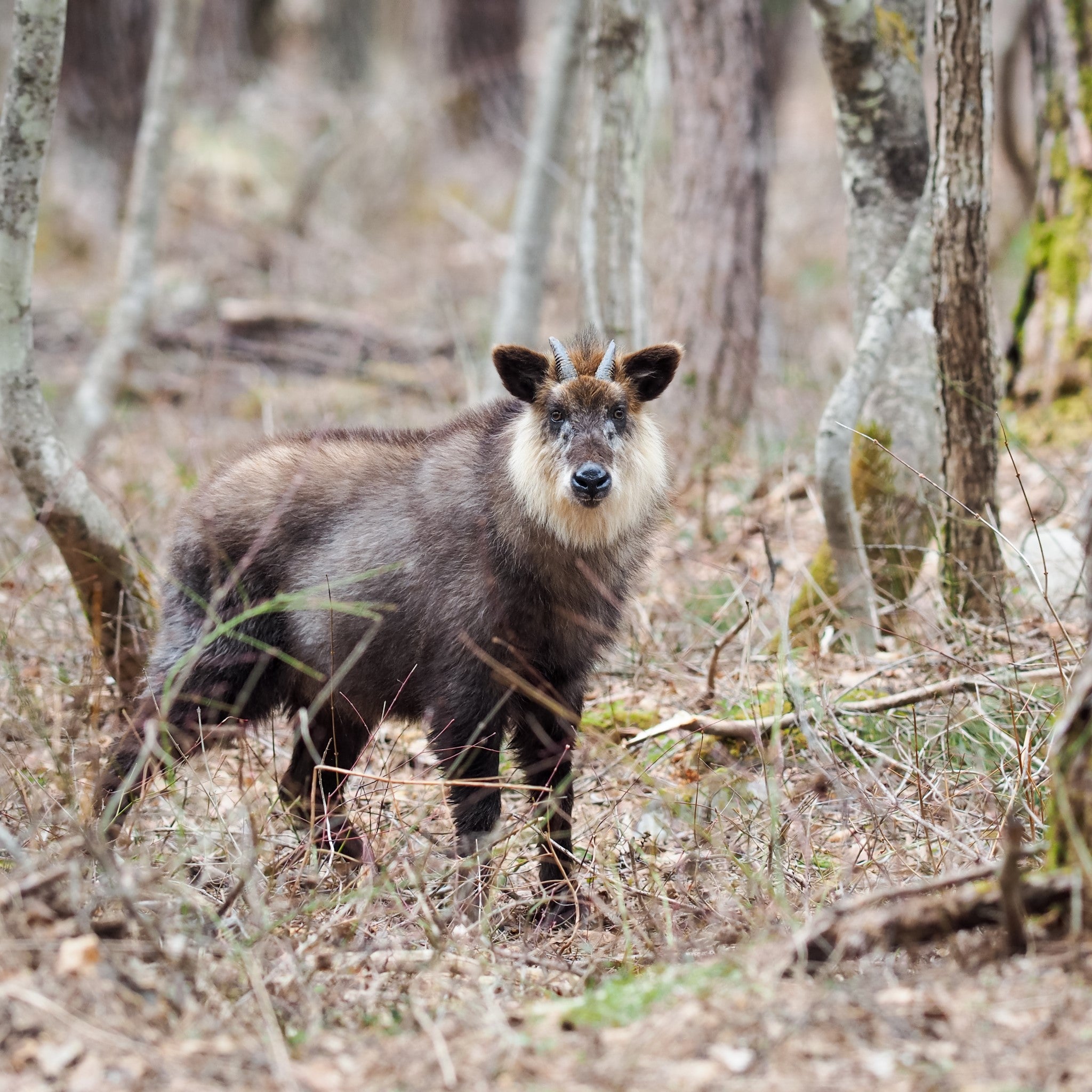 津軽びいどろ 白神の森響 箸置き ニホンカモシカ イメージ画像