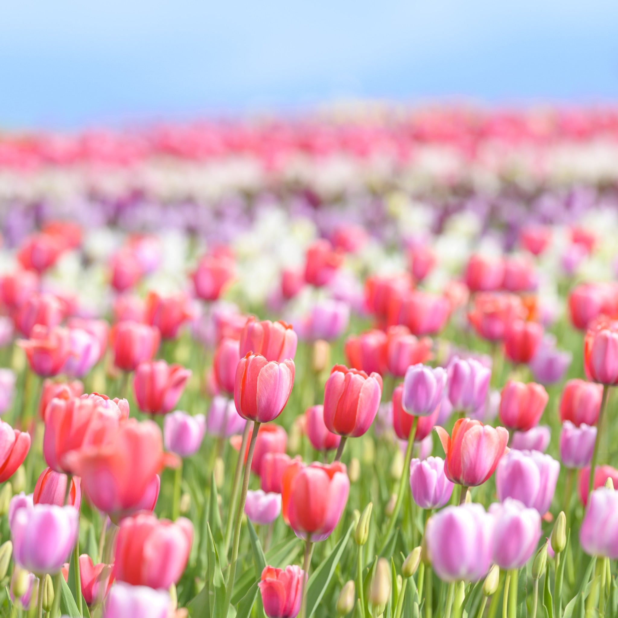 津軽びいどろ にほんの色 ふうけい 盃 春の丘 イメージ画像