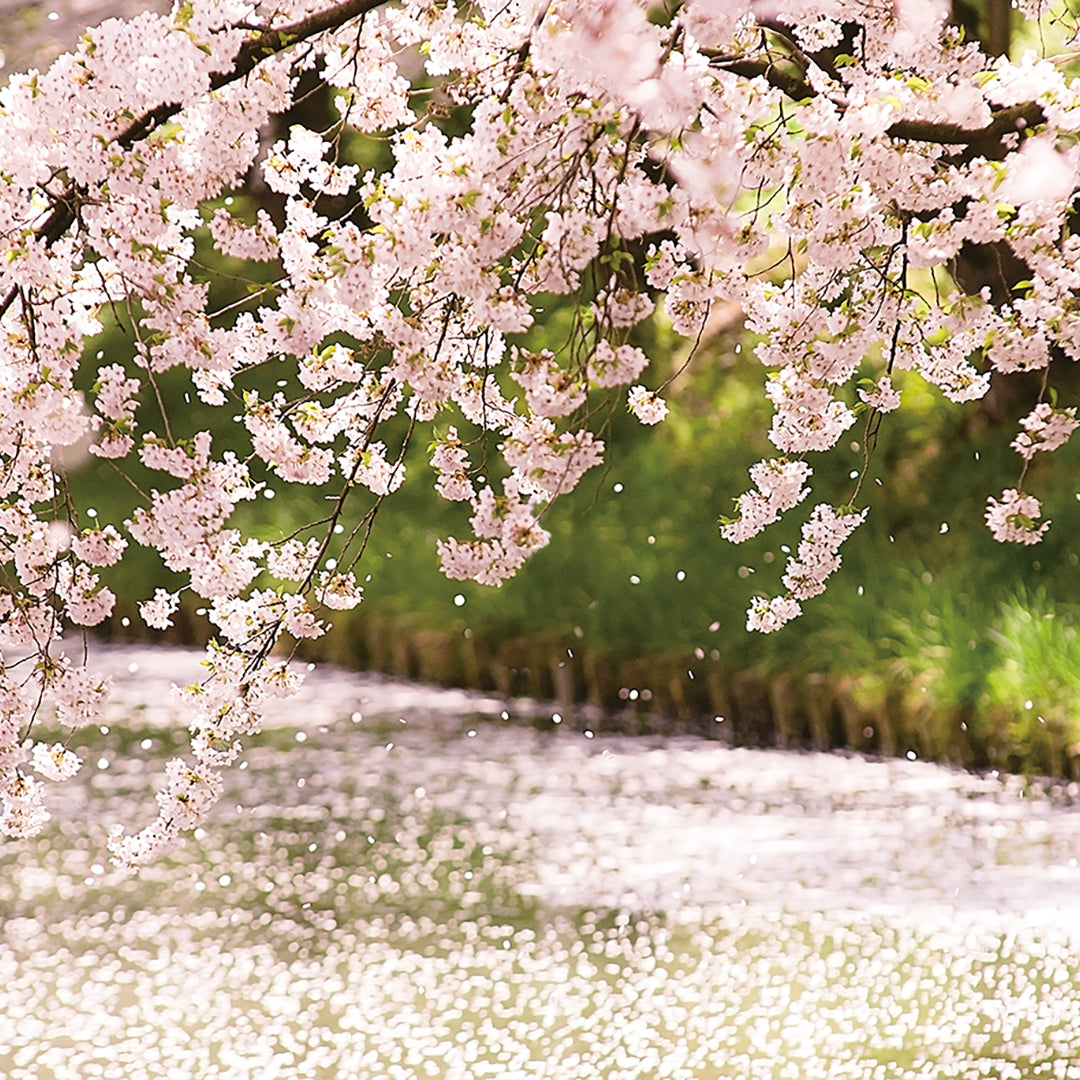 津軽びいどろ にほんの色ふうけい 一輪挿し 舞う桜 イメージ画像