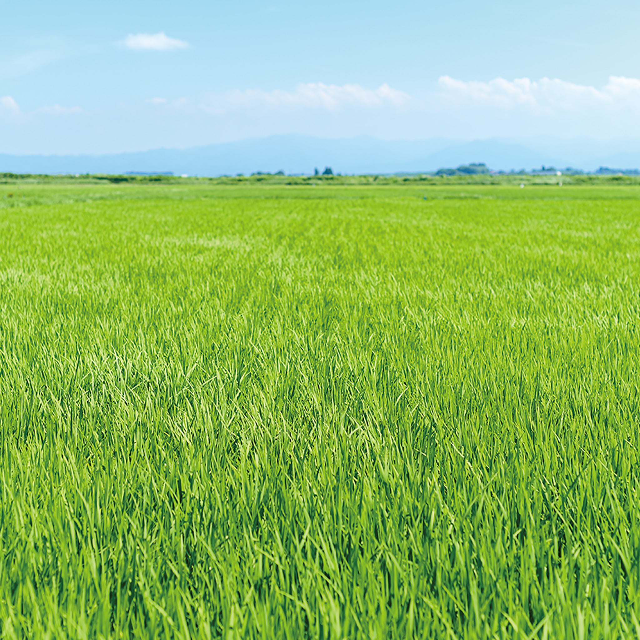 津軽びいどろ にほんの色ふうけい 一輪挿し 夏の田園 イメージ画像