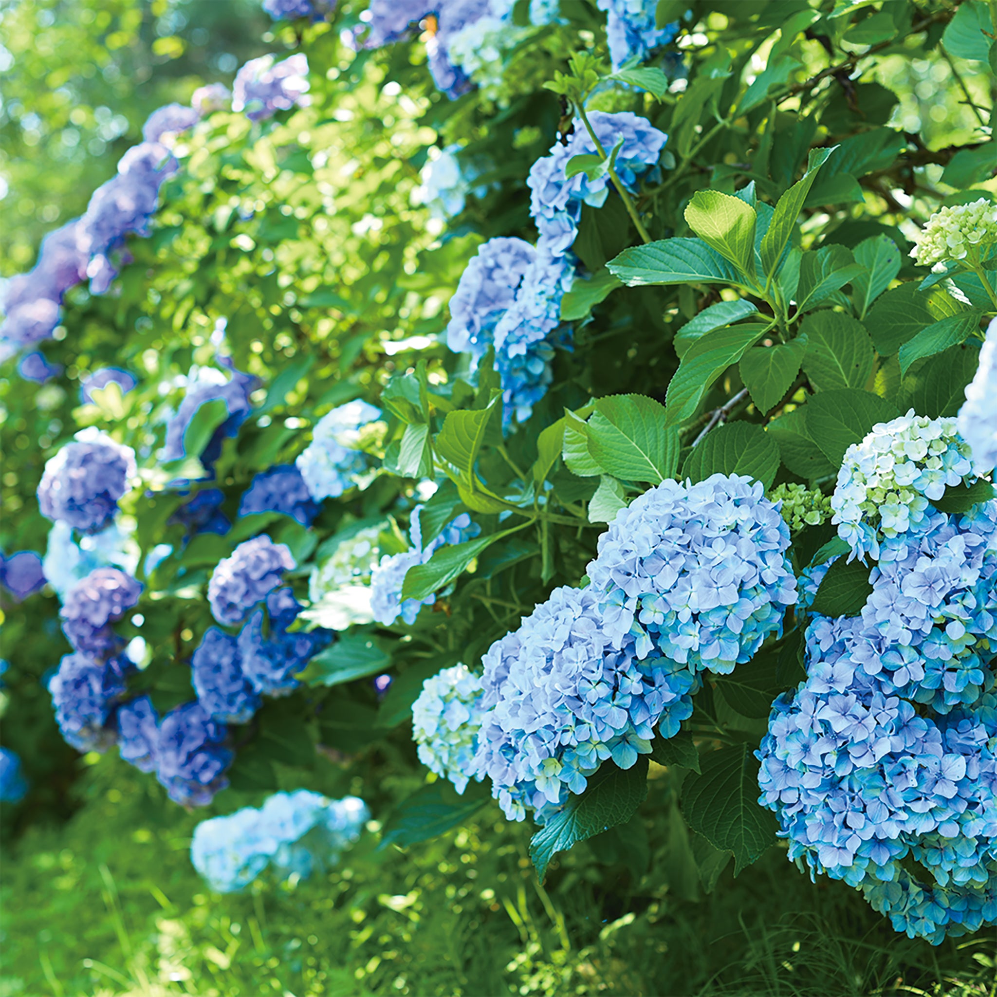 津軽びいどろ にほんの色 風景 一輪挿し 紫陽花 | おしゃれなガラス花瓶