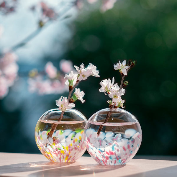 津軽びいどろ さくらさくら 一輪挿し桜と菜の花 色違いの花瓶に桜が活けられている画像
