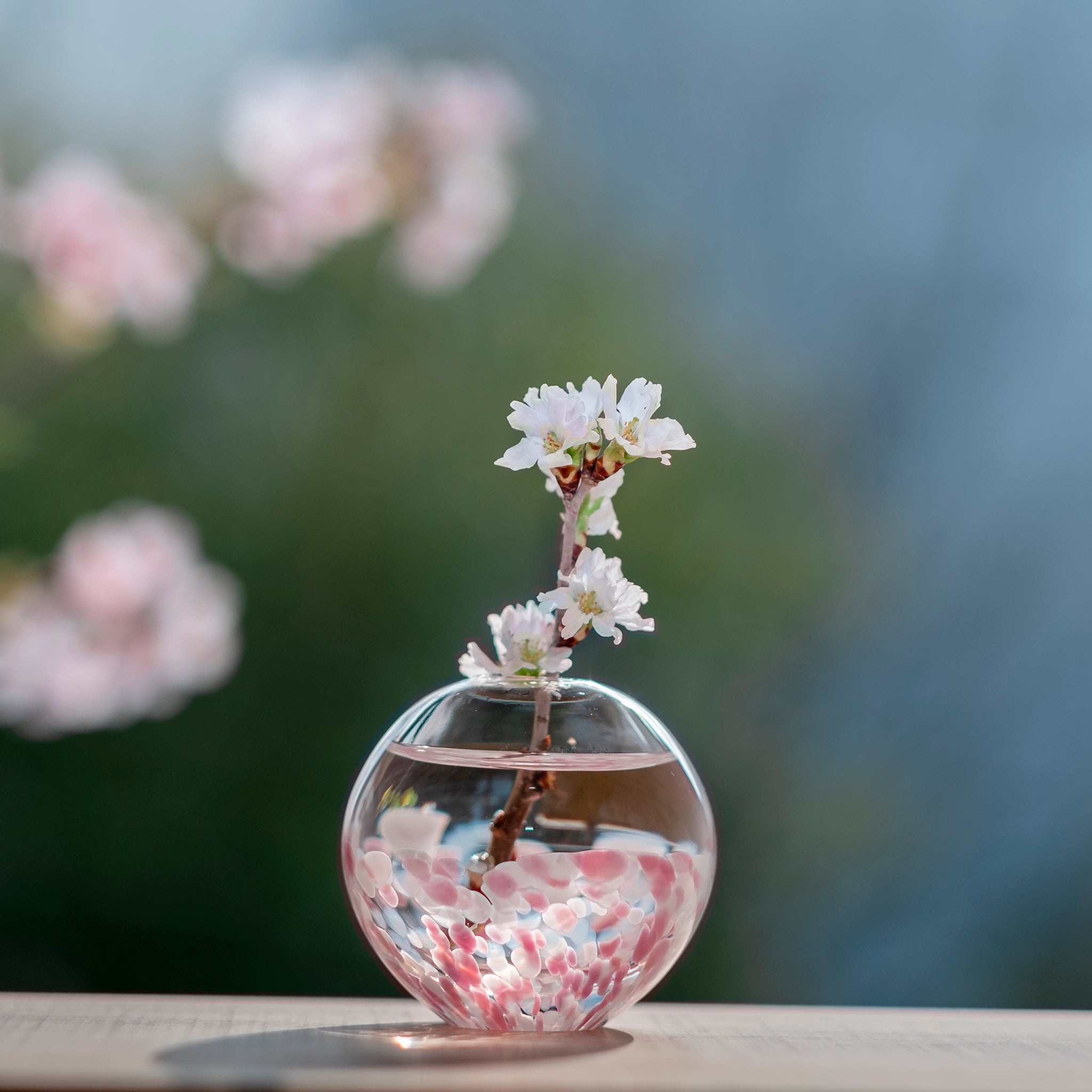 津軽びいどろ さくらさくら 一輪挿し桜と青い空 花瓶に桜が活けてある画像