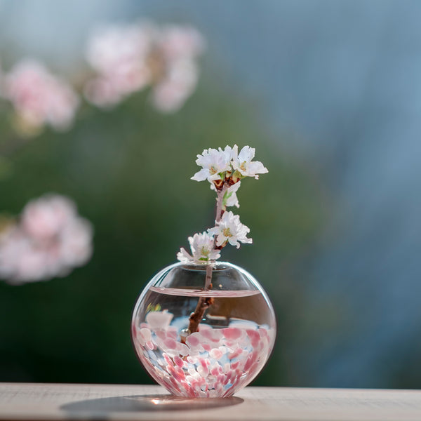 津軽びいどろ さくらさくら 一輪挿し桜と青い空 花瓶に桜が活けてある画像