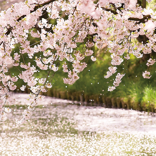 津軽びいどろ にほんの色ふうけい タンブラー舞う桜 イメージ画像